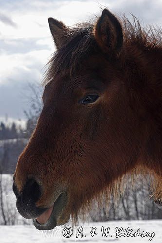hucuł, Bieszczady, Stadnina Koni huculskich Tabun