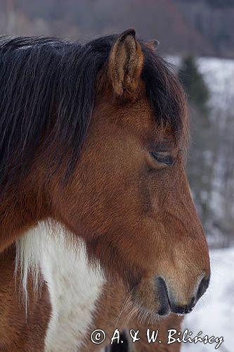 hucuł, Bieszczady, Stadnina Koni huculskich Tabun