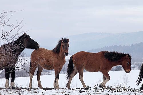 hucuły, Stadnina Koni Huculskich Tabun, Bieszczady