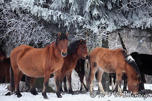 hucuły, Stadnina Koni Huculskich Tabun, Bieszczady