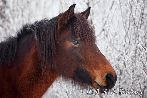 hucuły, Stadnina Koni Huculskich Tabun, Bieszczady