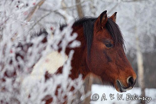 hucuły, Stadnina Koni Huculskich Tabun, Bieszczady