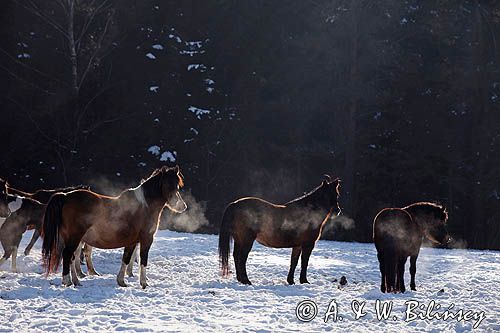 hucuły, Stadnina Koni Huculskich Tabun, Bieszczady