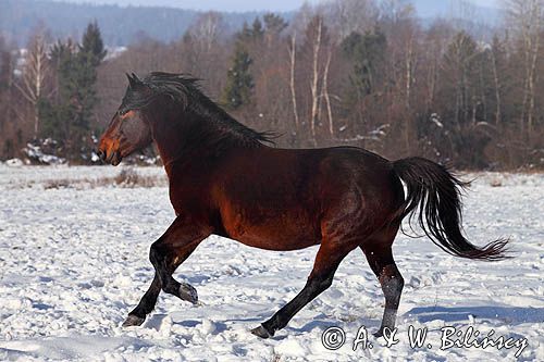 hucuły, Stadnina Koni Huculskich Tabun, Bieszczady