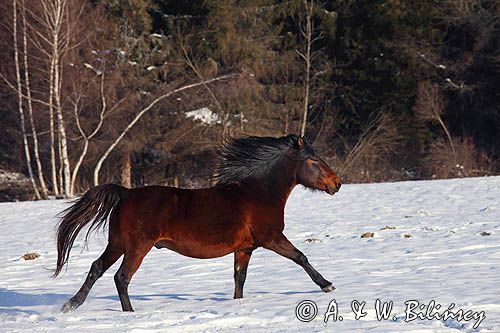 hucuły, Stadnina Koni Huculskich Tabun, Bieszczady