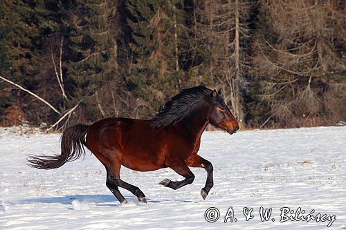 hucuły, Stadnina Koni Huculskich Tabun, Bieszczady