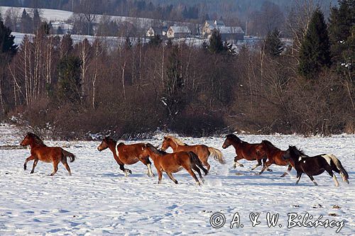 hucuły, Stadnina Koni Huculskich Tabun, Bieszczady