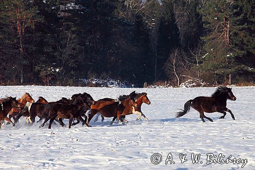 hucuły, Stadnina Koni Huculskich Tabun, Bieszczady