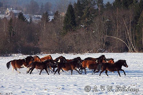 hucuły, Stadnina Koni Huculskich Tabun, Bieszczady