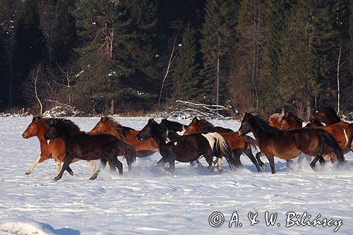 hucuły, Stadnina Koni Huculskich Tabun, Bieszczady