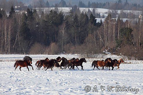 hucuły, Stadnina Koni Huculskich Tabun, Bieszczady