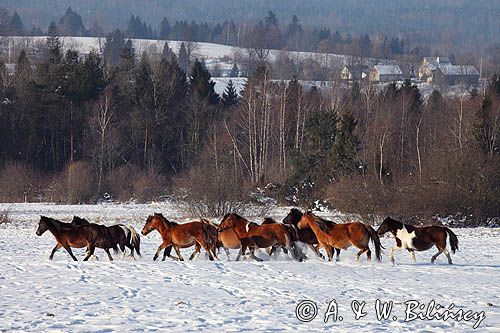 hucuły, Stadnina Koni Huculskich Tabun, Bieszczady