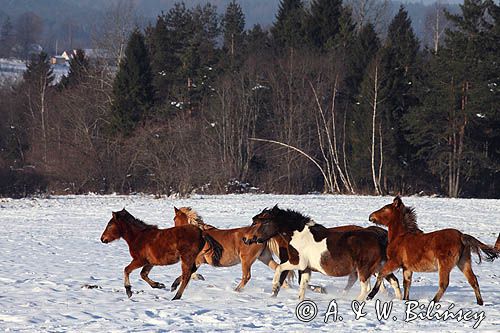 hucuły, Stadnina Koni Huculskich Tabun, Bieszczady