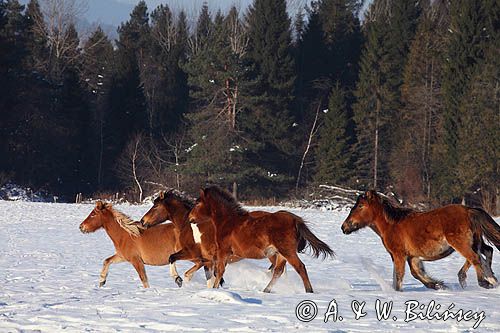 hucuły, Stadnina Koni Huculskich Tabun, Bieszczady