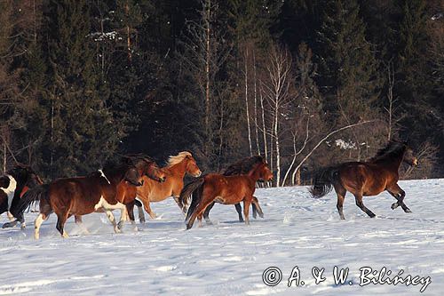 hucuły, Stadnina Koni Huculskich Tabun, Bieszczady