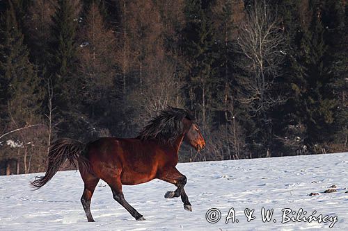 hucuły, Stadnina Koni Huculskich Tabun, Bieszczady