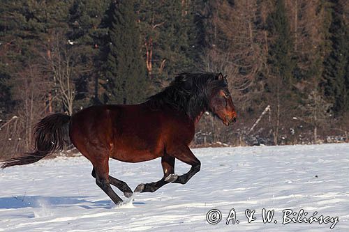 hucuły, Stadnina Koni Huculskich Tabun, Bieszczady