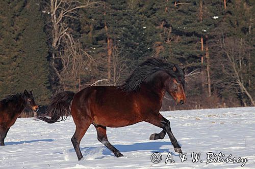 hucuły, Stadnina Koni Huculskich Tabun, Bieszczady