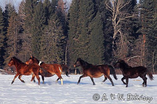 hucuły, Stadnina Koni Huculskich Tabun, Bieszczady