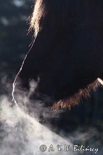 hucuł Otryt w mroźny poranek, Bieszczady