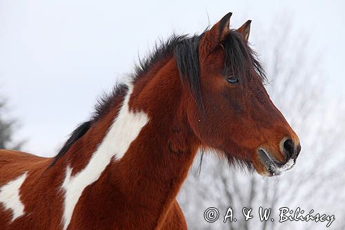 hucuł Jasmon, ogier, hucul pony, stadnina Koni Huculskich Tabun