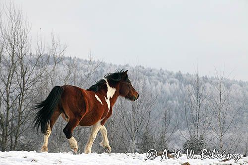 hucuł Jasmon, ogier, hucul pony, stadnina Koni Huculskich Tabun