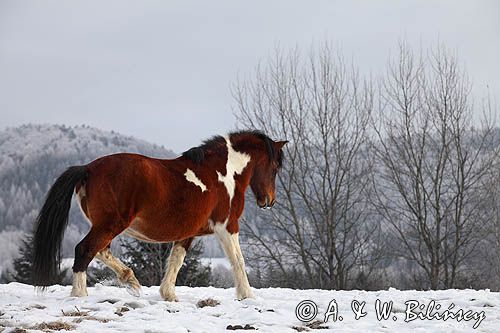 hucuł Jasmon, ogier, hucul pony, stadnina Koni Huculskich Tabun