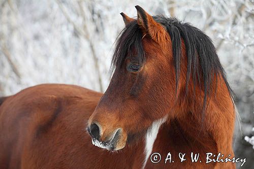 hucuł Jasmon, ogier, hucul pony, stadnina Koni Huculskich Tabun