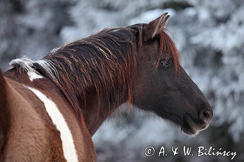 hucuł, hucul pony, stadnina Koni Huculskich Tabun