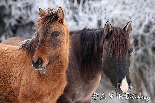 hucuł, hucul pony, stadnina Koni Huculskich Tabun