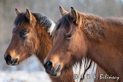 hucuły, hucul pony, portret, Stadnina Koni Huculskich Tabun