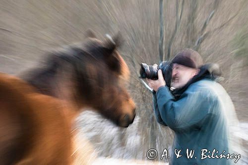 hucuł i fotograf, hucul pony, portret, Stadnina Koni Huculskich Tabun, impresja