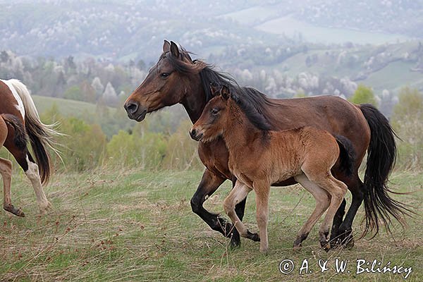 Klacz ze źrebięciem, Stadnina Koni Huculskich Tabun, Bieszczady