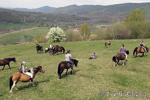 Na Krywem, Stadnina Koni Huculskich Tabun, Bieszczady