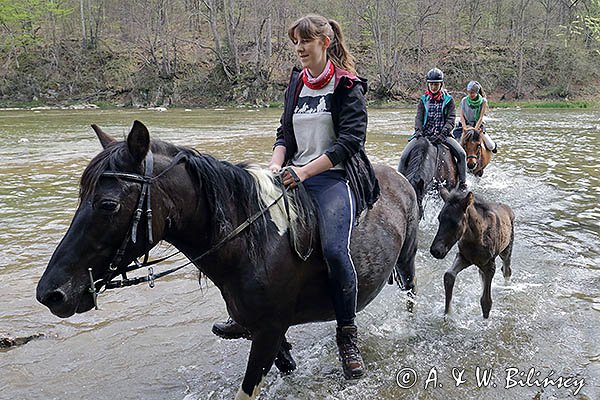 W Sanie, rajd konny, Stadnina Koni Huculskich Tabun, Bieszczady