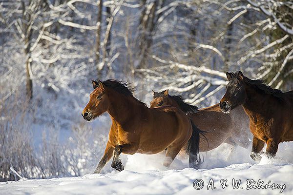 hucuły, Stadnina Koni huculskich Tabun, Bieszczady