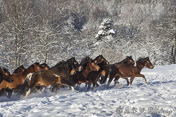 hucuły, Stadnina Koni huculskich Tabun, Bieszczady