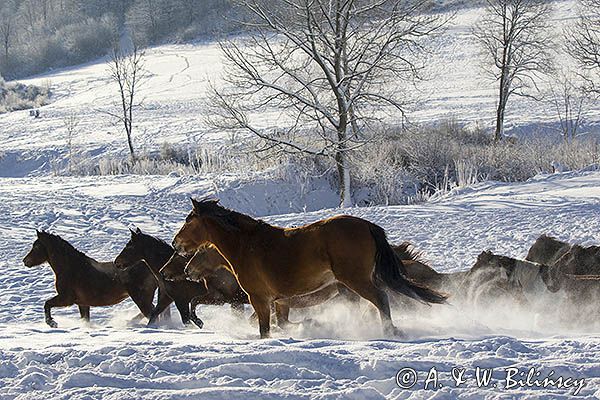 hucuły, Stadnina Koni huculskich Tabun, Bieszczady