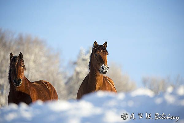 hucuły, Stadnina Koni huculskich Tabun, Bieszczady