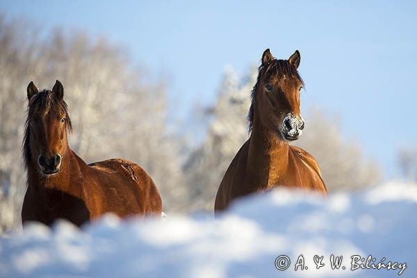 hucuły, Stadnina Koni huculskich Tabun, Bieszczady