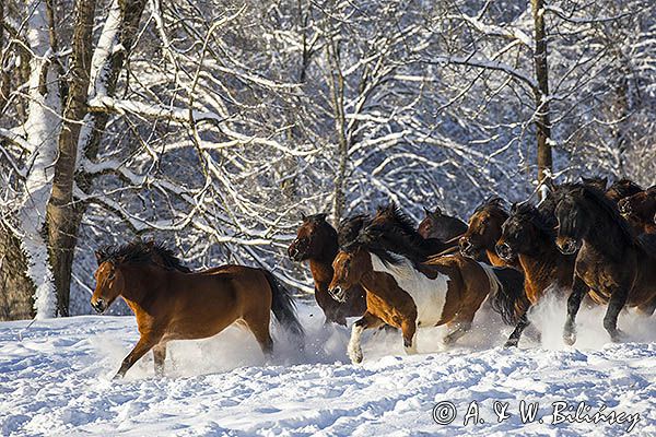 hucuły, Stadnina Koni huculskich Tabun, Bieszczady