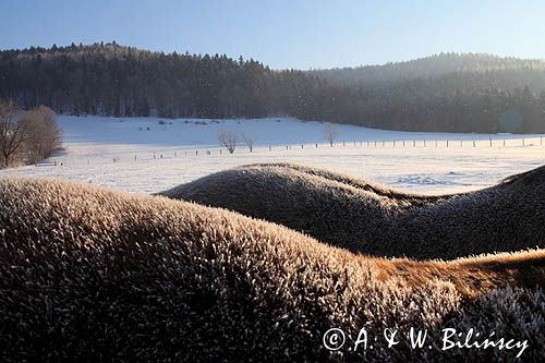 hucuły, grzbiety końskie w mroźny poranek, Bieszczady