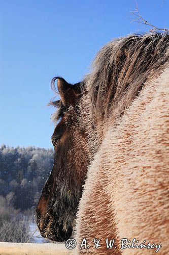 hucuł Otryt w mroźny poranek, Bieszczady