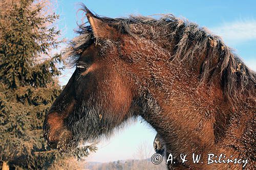 hucuł Otryt w mroźny poranek, Bieszczady