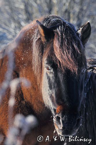 hucuł Otryt w mroźny poranek, Bieszczady