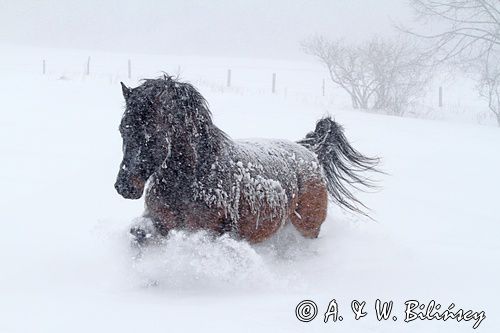 hucuł Otryt, Bieszczady