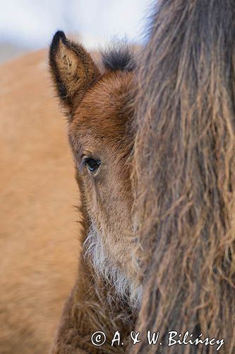 źrebak, hucuły, hucul pony, portret, Stadnina Koni Huculskich Tabun
