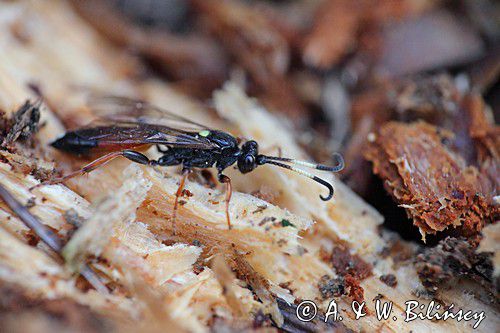 Ichneumon bucculentus, gąsienicznik