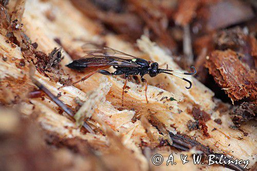 Ichneumon bucculentus, gąsienicznik