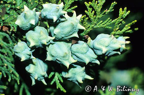 żywotnik wschodni Thuja orientalis L.